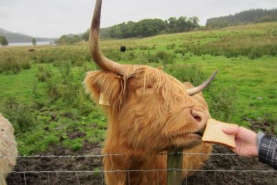 1 Day Tour from Inverness - Isle of Skye, Fairy Pools, and Eilean Donan Castle - The Loch Ness monster myth, told in 10 minutes
