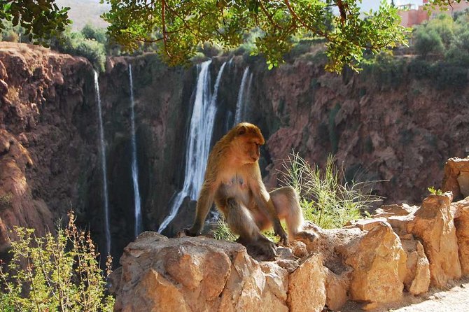 1 Day Tour from Marrakech To Ouzoud Waterfalls Small-Group - Small-Group Size (Up to 15): How It Changes the Day
