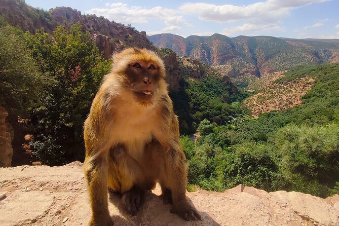 1 Day Tour from Marrakech To Ouzoud Waterfalls Small-Group - Who This Tour Is Best For (and Who Might Want a Different Plan)