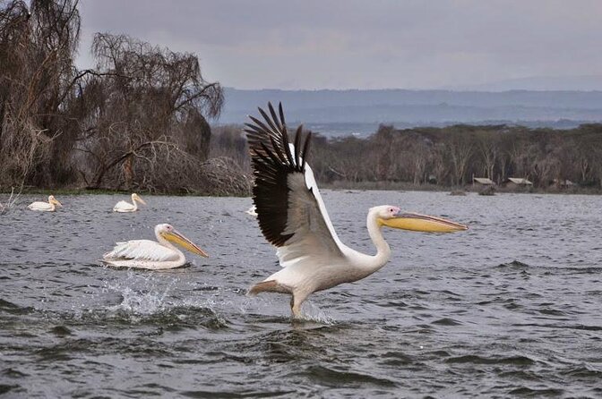 1 Day trip to Hells Gate and Lake Naivasha From Nairobi - Leaving Nairobi for the Rift Valley, without losing your whole day