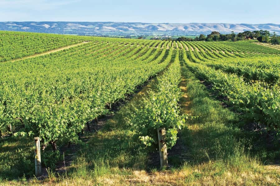 Adelaide: McLaren Vale & The Cube Day Trip - Beresford Wines Tasting Pavilion: Choose Wine, Beer, or Gin