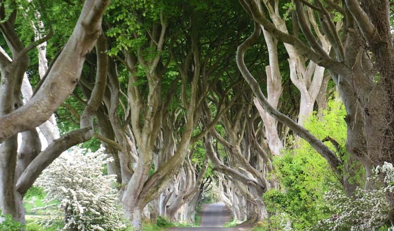 Afternoon Giant’s Causeway Half Day Tour from Belfast - Key Highlights You’ll Feel Immediately