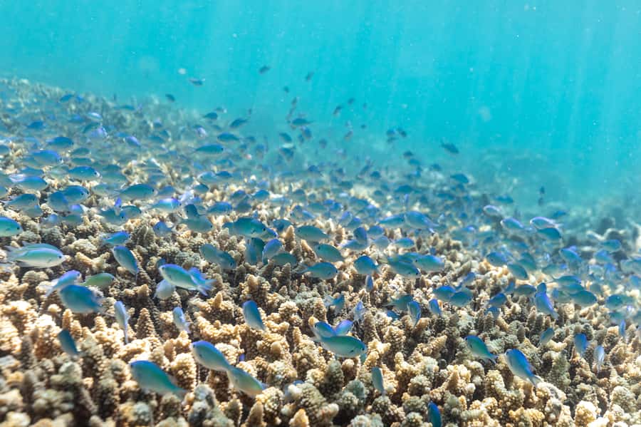 Airlie Beach: Outer Great Barrier Reef Snorkeling Day Trip - Key Points to Know Before You Go