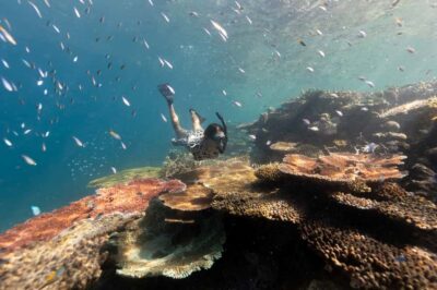 Airlie Beach: Outer Great Barrier Reef Snorkeling Day Trip - The Catamaran Ride: Comfort, Speed, and Seasickness Reality