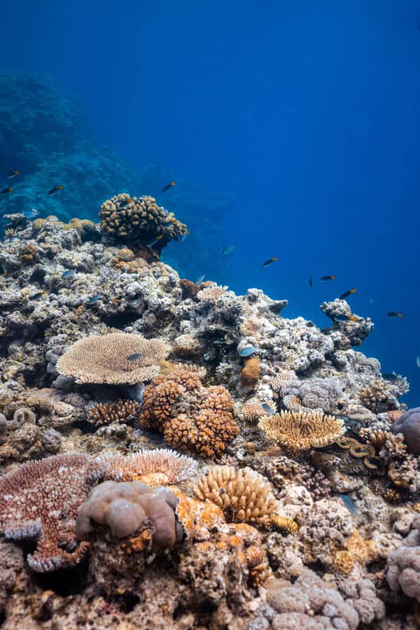 Airlie Beach: Outer Great Barrier Reef Snorkeling Day Trip - Price and Value: What $211 Gets You (And What It Doesn’t)