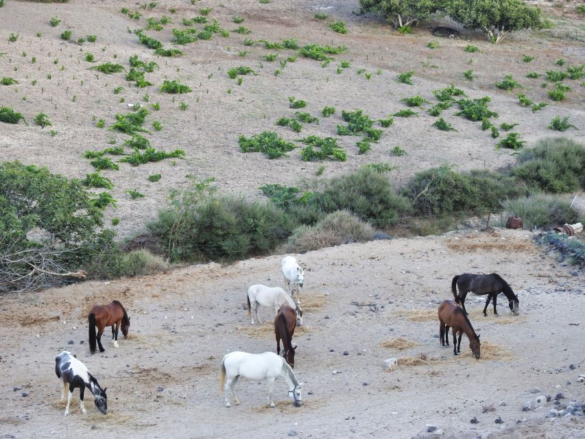 Akrotiri: Guided Horseback Riding Day Trip to a Beach - Who Should Book This Akrotiri Horse Ride (and Who Should Skip It)