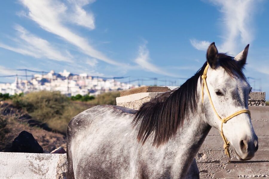 Akrotiri: Guided Horseback Riding Day Trip to a Beach - The Route Runs Through Real Santorini: Vineyards to Trail to Beach