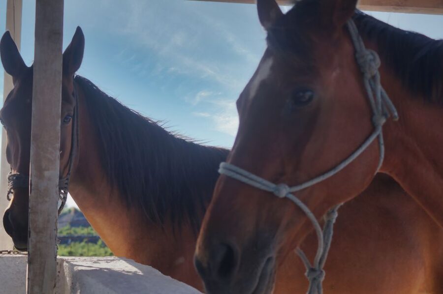 Akrotiri: Guided Horseback Riding Day Trip to a Beach - Safety and Horse Care: What the Best Reviews Really Signal