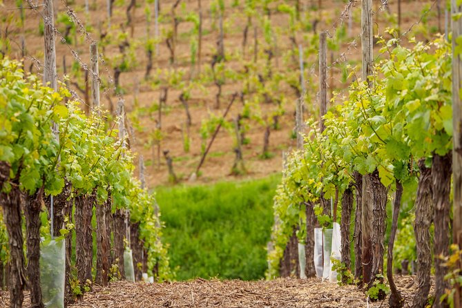 Alsace's Gems Small Group Day Tour from Colmar - Why this Alsace day tour works from Colmar