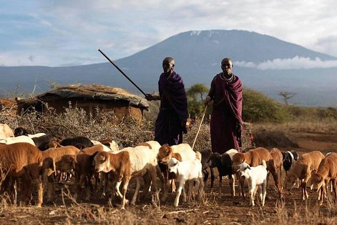 Amboseli Day Tour from Nairobi - Key things I’d bookmark before you go