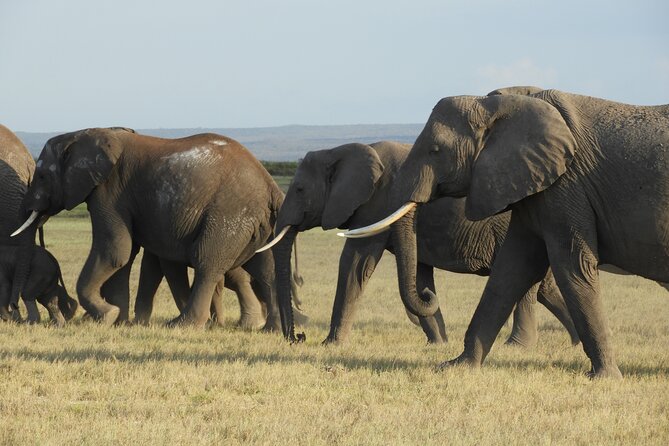 Amboseli Day Tour from Nairobi - Leaving Nairobi at dawn: why this timing matters
