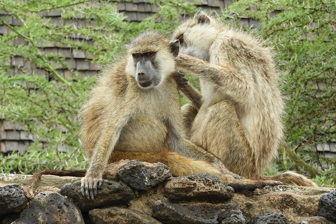Amboseli Day Tour from Nairobi - The Masai community stop: a cultural add-on to confirm in advance