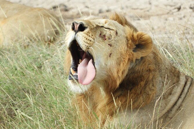 Amboseli Day Tour from Nairobi - Food, tickets, and park fees: where your day trip budget really lands