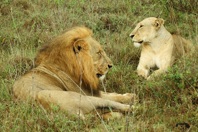 Amboseli Day Tour from Nairobi - Pickup, duration, and group size: what it feels like on the road