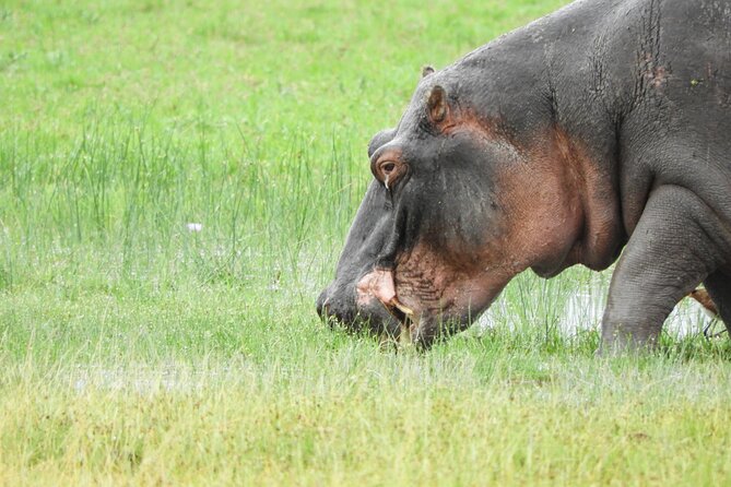 Amboseli Day Tour from Nairobi - Guides make the difference: how Peter, Julius, and others shape the day
