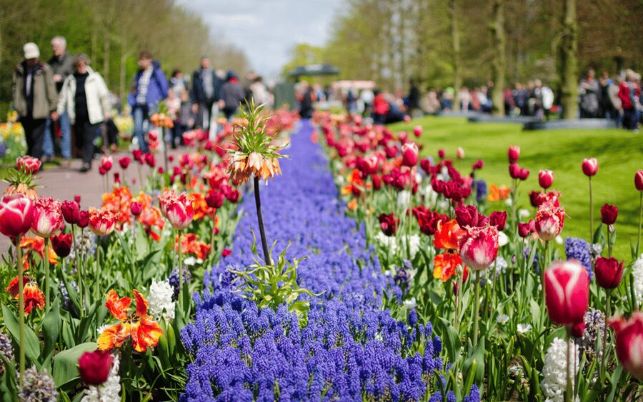 Amsterdam: Day Tour Keukenhof and Zaanse Schans Windmills - Should You Book This Keukenhof and Zaanse Schans Day Trip?