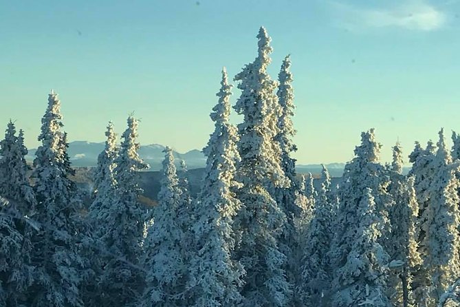 Arctic Circle Day Tour - Wildlife and scenery: what you can hope for (without betting the farm)