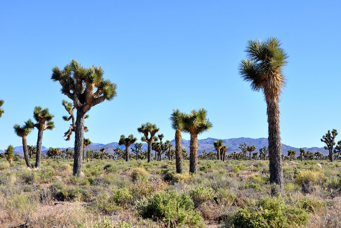 Area 51 Day Tour from Las Vegas with Alien and UFO Hotspots - Who Should Book This Tour (and Who Should Rethink It)