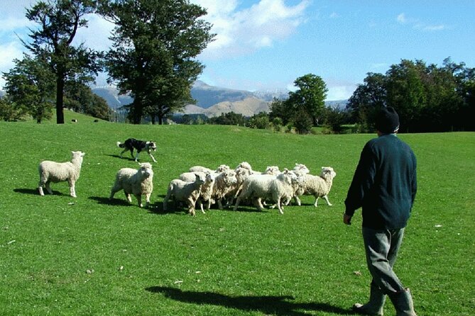 Arthur's Pass and TranzAlpine Train Day Tour from Christchurch - Arthur’s Pass Village: Where the Day Feels Most Local