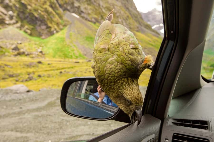 Arthur’s Pass Day Tour From Christchurch via Castle Hill - Price and logistics: is $118 good value for 10 hours?