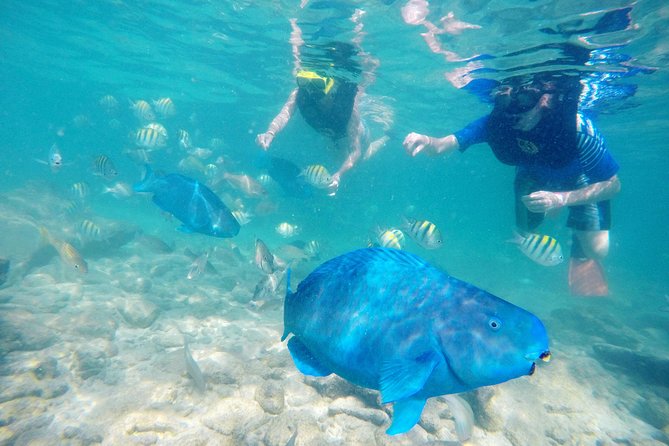 Aruba De Palm Island All-Inclusive Day Trip with Transport - Snorkeling on the Reef: Included Gear and a Guided Tour
