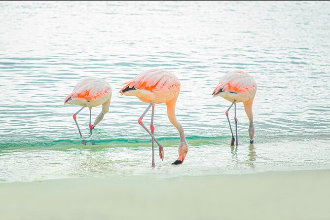 Aruba De Palm Island All-Inclusive Day Trip with Transport - Upgrades That Change the Day: Flamingos and Premium Seating