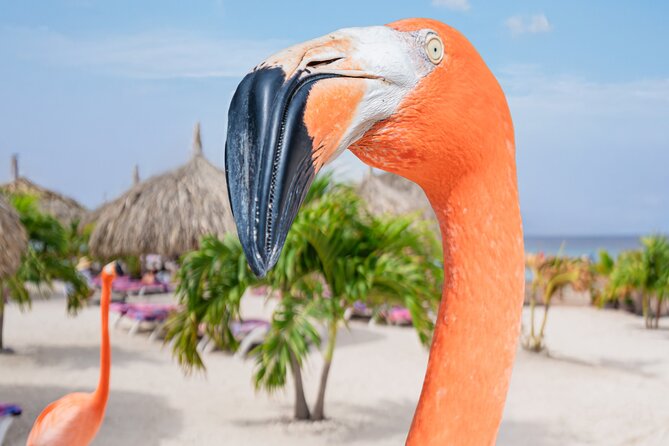 Aruba De Palm Island All-Inclusive Day Trip with Transport - SNUBA and Sea Trek: Underwater Walks Without Typical Certification