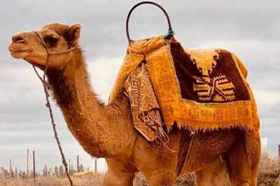 Atlas Mountains and Three Valleys & Waterfalls with Camel ride Guided Day Trip - Getting out of Marrakech: pickup, timing, and where to meet