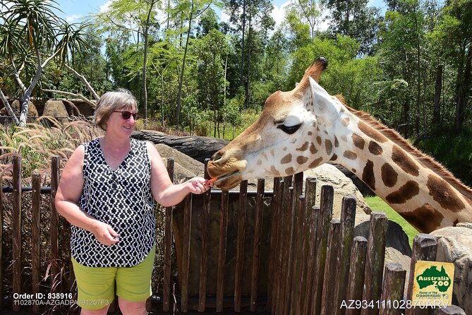 Australia Zoo Day Trip from Brisbane - Live Shows and the Crocoseum Factor (Timing Matters)