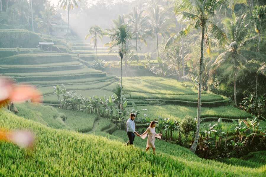Bali: Full-Day Trip to Penglipuran Village and Bamboo Forest - Tegalalang rice terrace near Ubud: the classic finale for photos and calm
