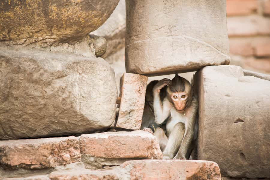 Bangkok: Ayutthaya & Lopburi Monkey Temple Private Day Trip - Wihan Phra Mongkhon Bophit: one of Thailand’s largest bronze Buddhas