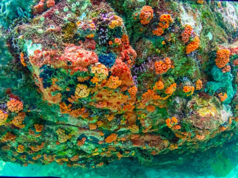 Bangkok: Nemo Island Day Trip with Drone Photos and Lunch - Nemo Island near Pattaya: what you are really signing up for