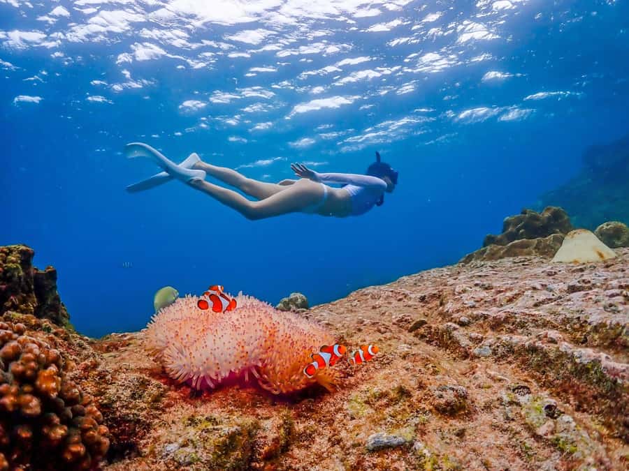Bangkok: Nemo Island Day Trip with Drone Photos and Lunch - Samae San snorkeling: the shallow clown fish spot, then the 6-meter reef