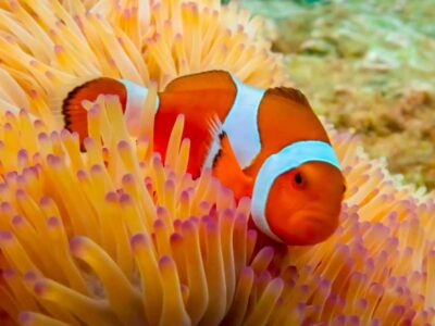 Bangkok: Nemo Island Day Trip with Drone Photos and Lunch - Speedboat transfer and the setup before snorkeling