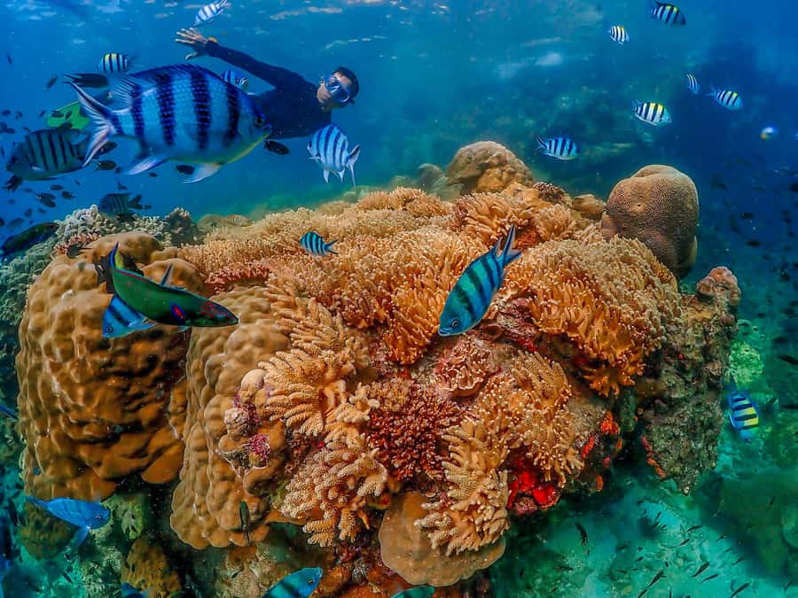 Bangkok: Nemo Island Day Trip with Drone Photos and Lunch - Underwater photos, video, and drone shots: getting the most from the camera plan