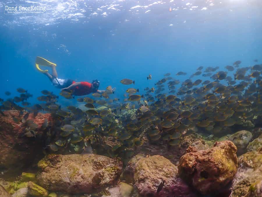 Bangkok: Nemo Island Day Trip with Drone Photos and Lunch - Island time beyond snorkeling: the beach stretch, suboard play, and showers
