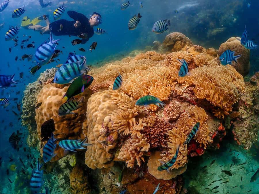 Bangkok: Nemo Island Day Trip with Drone Photos and Lunch - Price and value check: is $109 worth it for Nemo Island?
