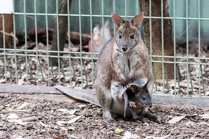 Blue Mountains Tour PRIVATE with Wildlife Park and River Cruise - Scenic World: beautiful rides, but don’t assume it’s included