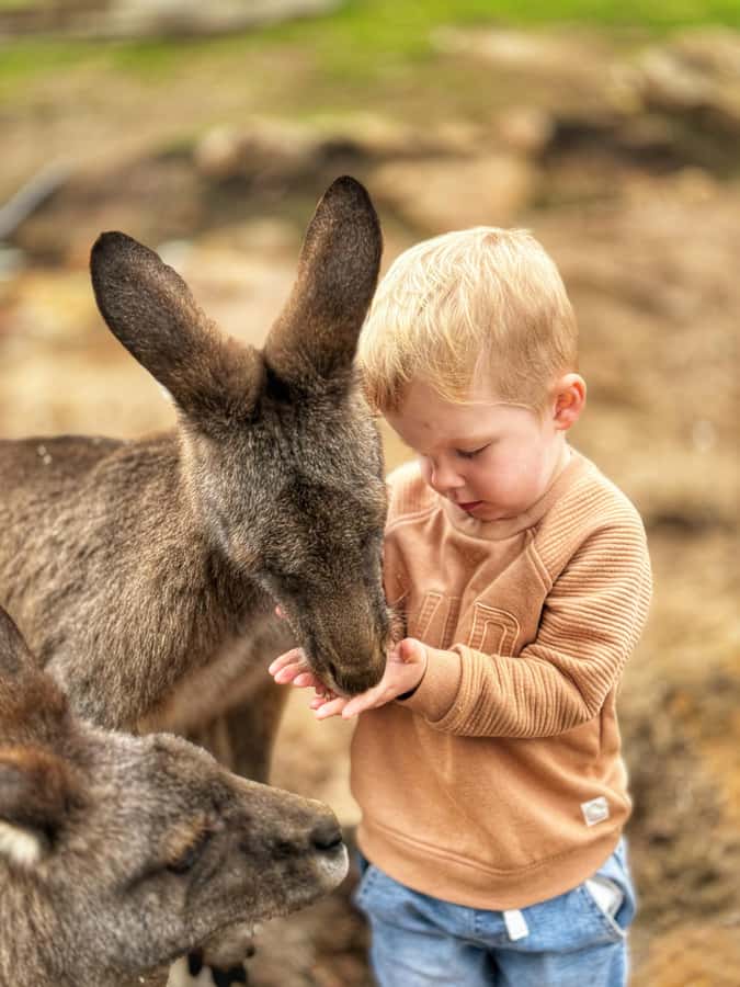 Bonorong Wildlife Sanctuary Half-Day Tour from Hobart - Quick hits: what you’ll notice right away
