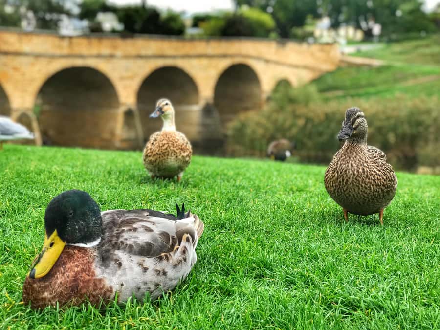 Bonorong Wildlife Sanctuary Half-Day Tour from Hobart - Hobart to Richmond: a quick taste of Tasmania’s old-and-new