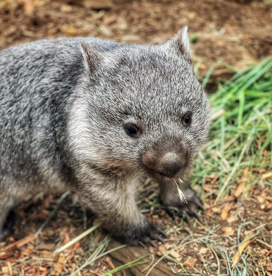 Bonorong Wildlife Sanctuary Half-Day Tour from Hobart - Getting to Bonorong Wildlife Sanctuary: what the drive adds to the day