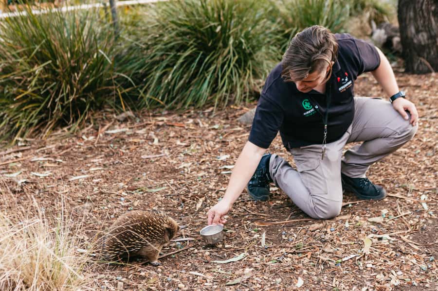 Bonorong Wildlife Sanctuary Half-Day Tour from Hobart - Is it worth $88? Value math for a half-day wildlife + history mix