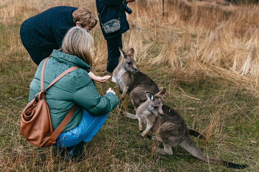 Bonorong Wildlife Sanctuary Half-Day Tour from Hobart - Who this tour is best for (and who should think twice)
