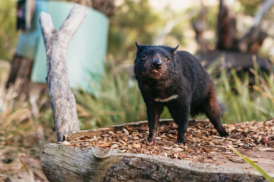 Bonorong Wildlife Sanctuary Half-Day Tour from Hobart - Small practical tips before you go