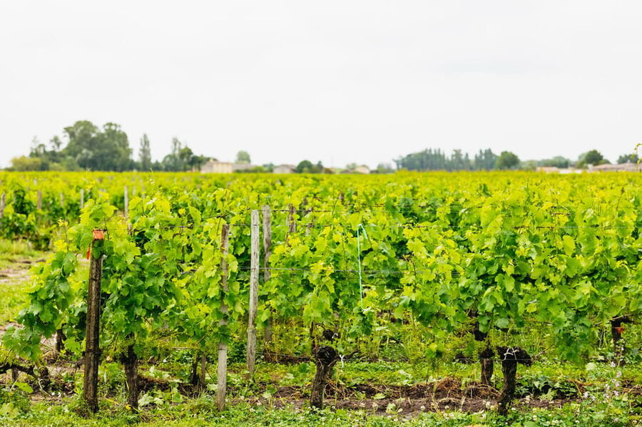 Bordeaux: St. Emilion Day Trip with Wine Tasting and Lunch - Saint-Émilion village walk: UNESCO streets plus a guided tasting finish