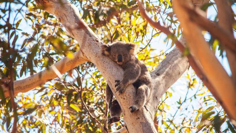 Brisbane to North Stradbroke Island Day: Wildlife & Beaches - North Stradbroke Island, minus the stress: why this works as a day trip