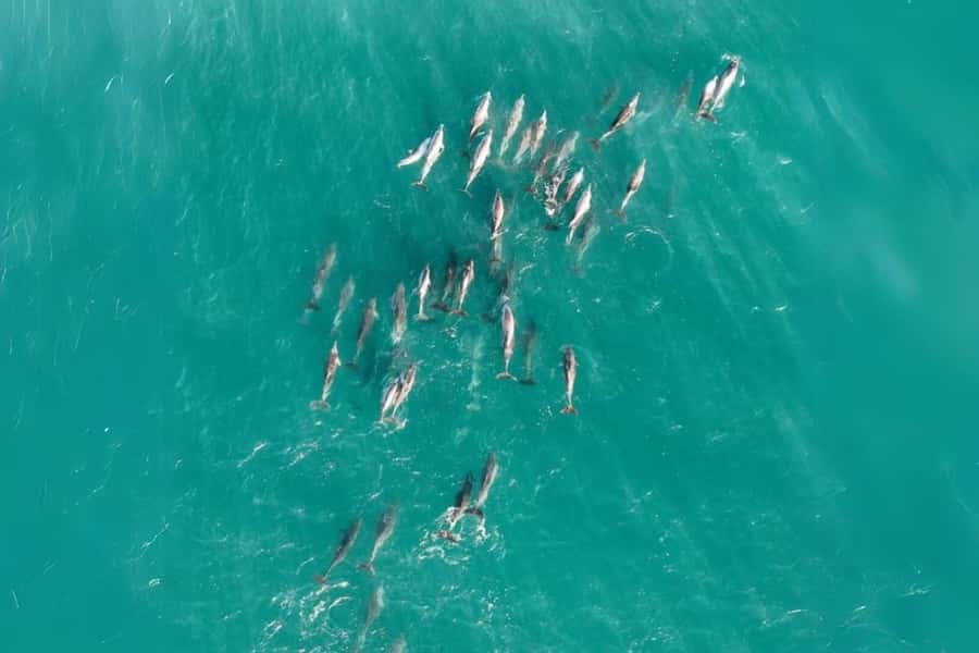 Brisbane to North Stradbroke Island Day: Wildlife & Beaches - Cylinder Beach: your swim-and-slow-down hour