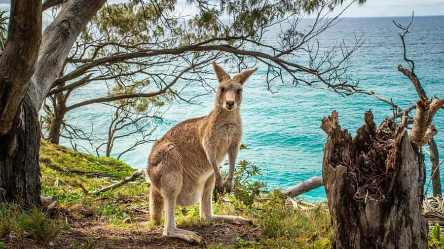 Brisbane to North Stradbroke Island Day: Wildlife & Beaches - Wildlife viewing that stays respectful: how the ethics show up in real life