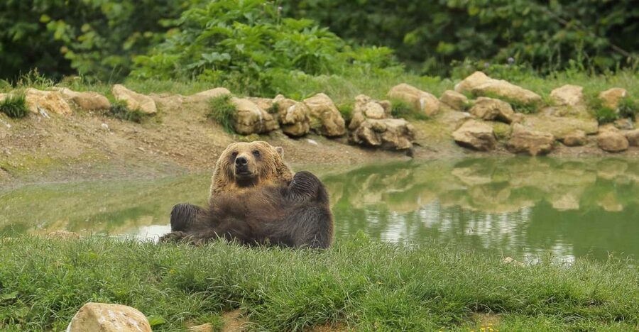 Bucharest: Day Trip to Bear Sanctuary, Bran Castle & Brasov - Who should book this day trip, and who should skip it