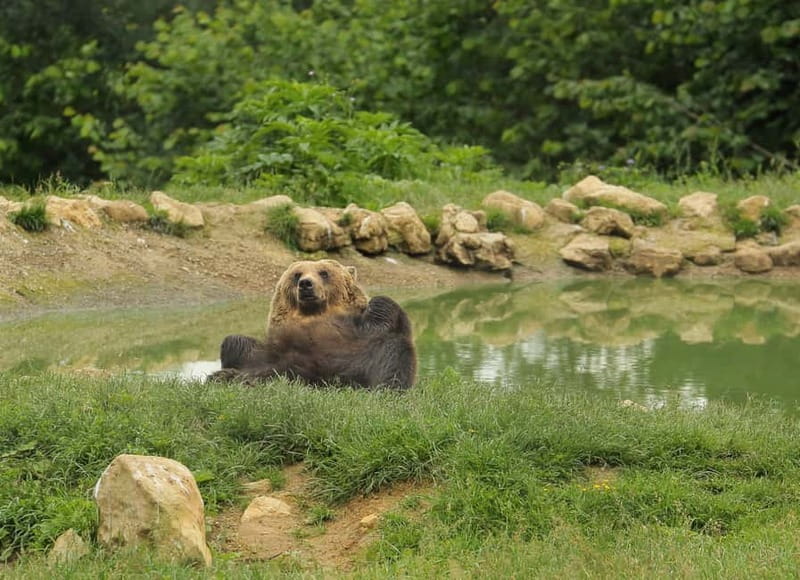 Bucharest: Day Trip to Bear Sanctuary, Bran Castle & Brasov - Liberty Bear Sanctuary Zărnești: seeing rescue bears in a real setting